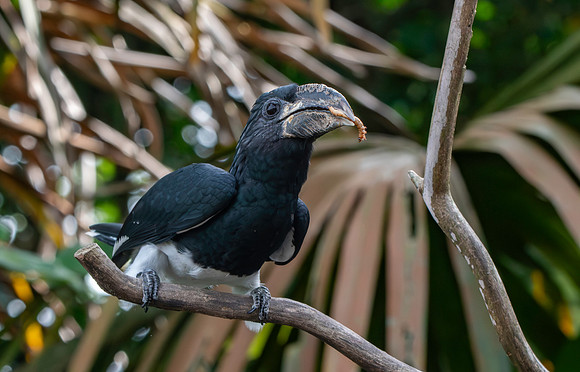Black and white casqued hornbill