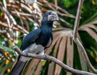 Black and white casqued hornbill