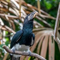 Black and white casqued hornbill