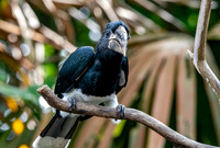 Black and white casqued hornbill