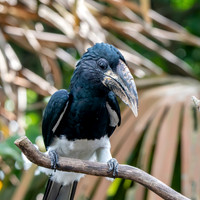 Black and white casqued hornbill
