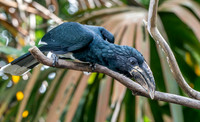 Black and white casqued hornbill