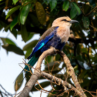 Blue bellied roller
