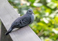 Blue ground dove