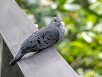 Blue ground dove