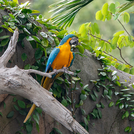Blue and yellow macaw