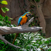 Blue and yellow macaw