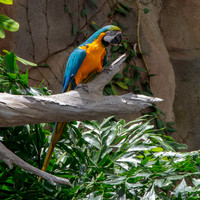 Blue and yellow macaw