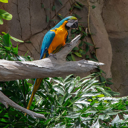 Blue and yellow macaw