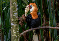 Blyth's hornbill