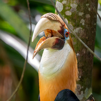Blyth's hornbill