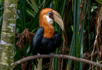 Blyth's hornbill