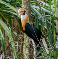 Blyth's hornbill