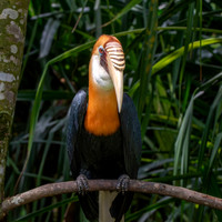 Blyth's hornbill