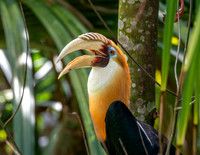 Blyth's hornbill