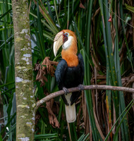 Blyth's hornbill