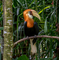Blyth's hornbill