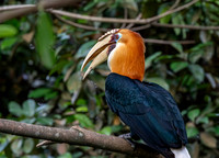 Blyth's hornbill
