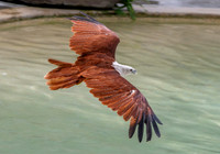 Brahminy kite
