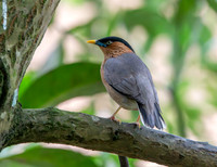 Brahminy starling