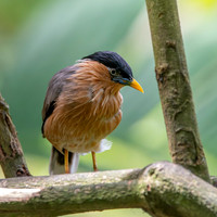 Brahminy starling