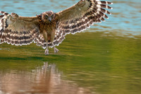 Buffy fish owl