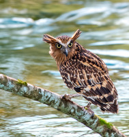 Buffy fish owl