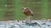 Buffy fish owl