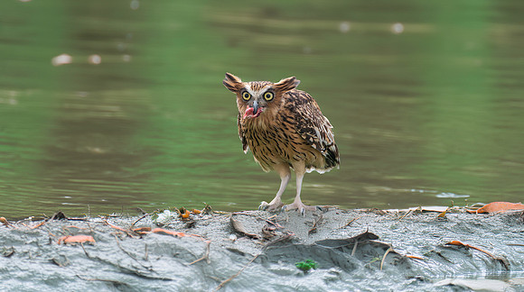Buffy fish owl