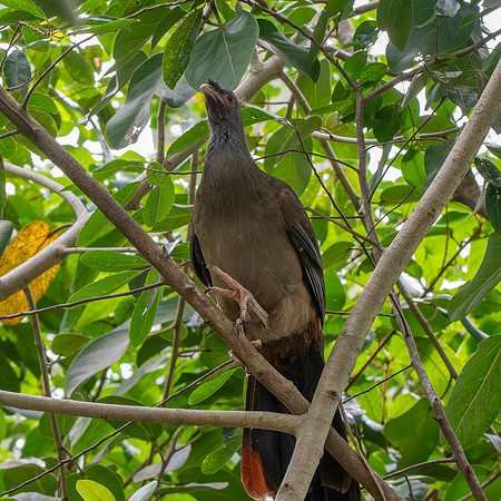 Chaco chachalaca