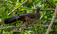 Chaco chachalaca