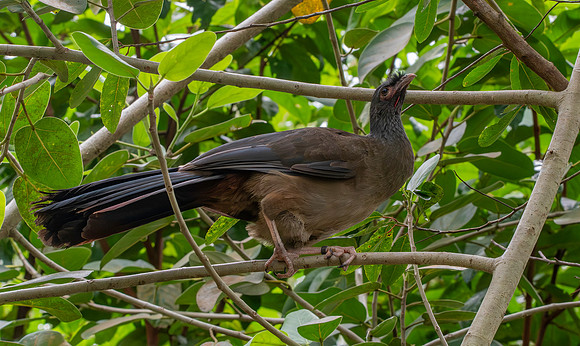 Chaco chachalaca