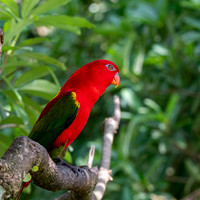 Chattering lory