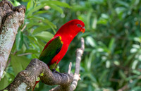 Chattering lory