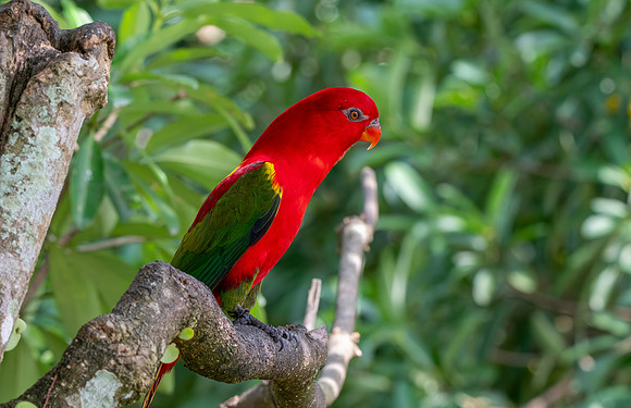 Chattering lory