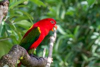 Chattering lory