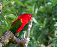 Chattering lory