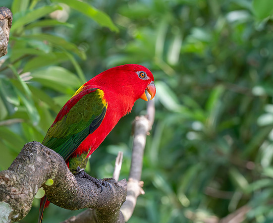 Chattering lory