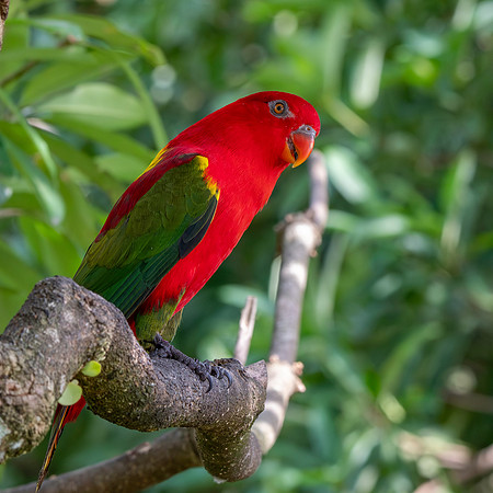 Chattering lory