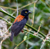 Chestnut and black weaver, male