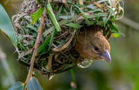 Chestnut and black weaver, female