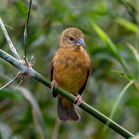 Chestnut and black weaver, female