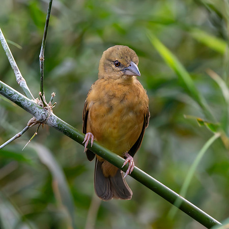 Chestnut and black weaver, female