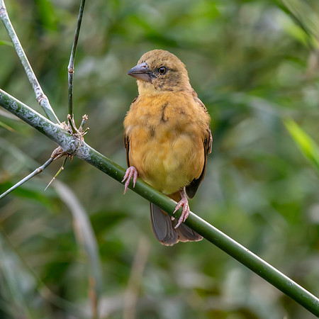 Chestnut and black weaver, female