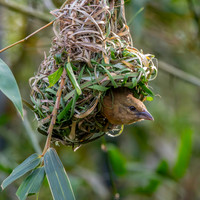 Chestnut and black weaver, female
