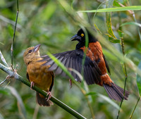 Chestnut and black weaver