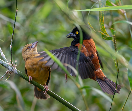 Chestnut and black weaver