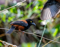Chestnut and black weaver, male