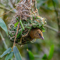Chestnut and black weaver, female