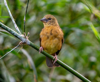 Chestnut and black weaver